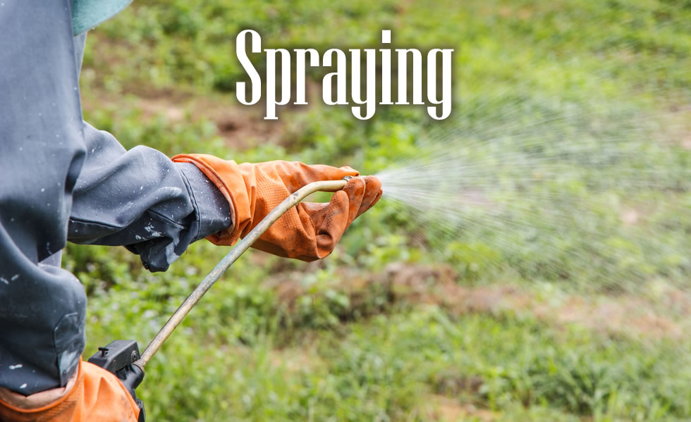 Spraying Country Cuts Lawn Care 